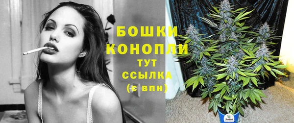 прущие грибы Аркадак